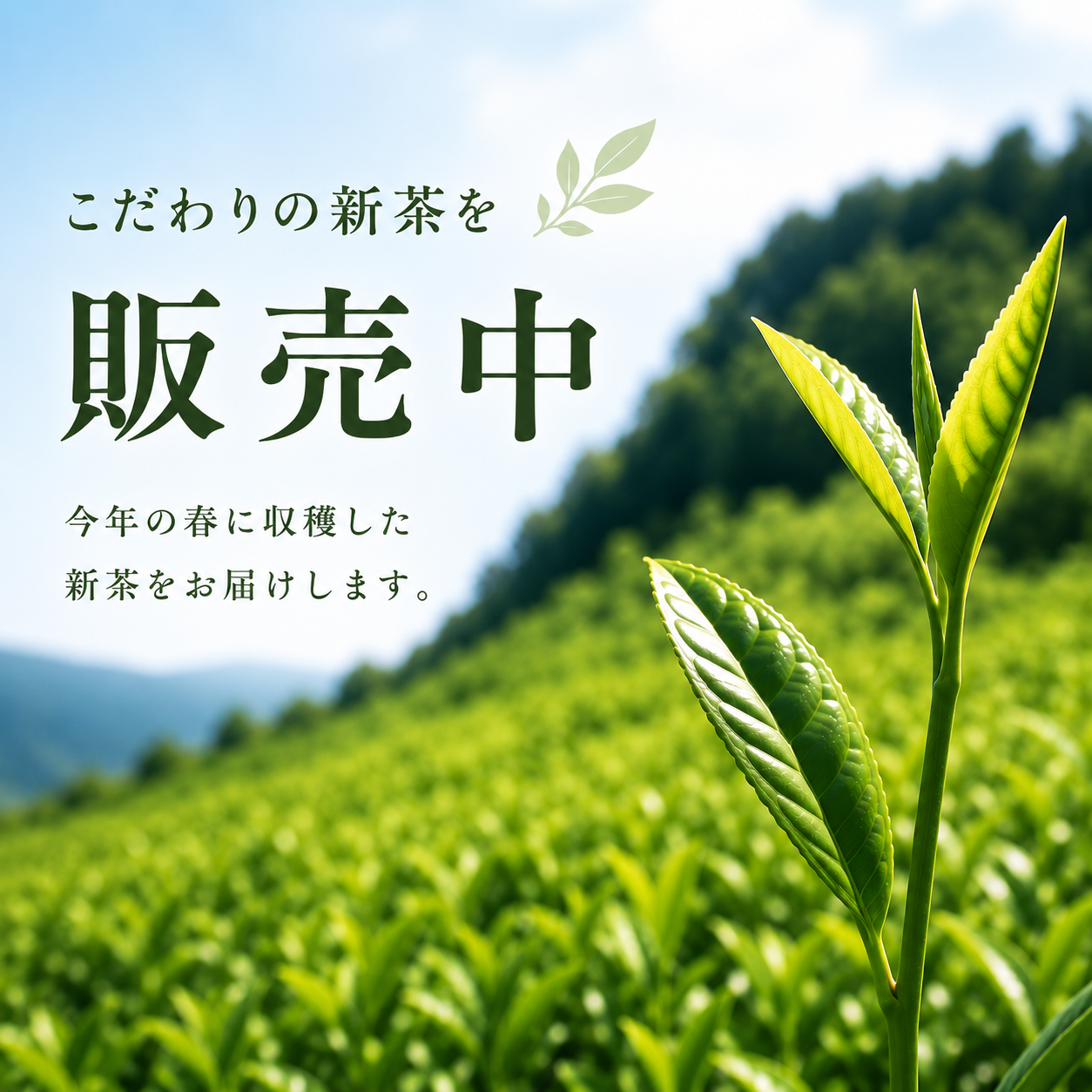 新茶