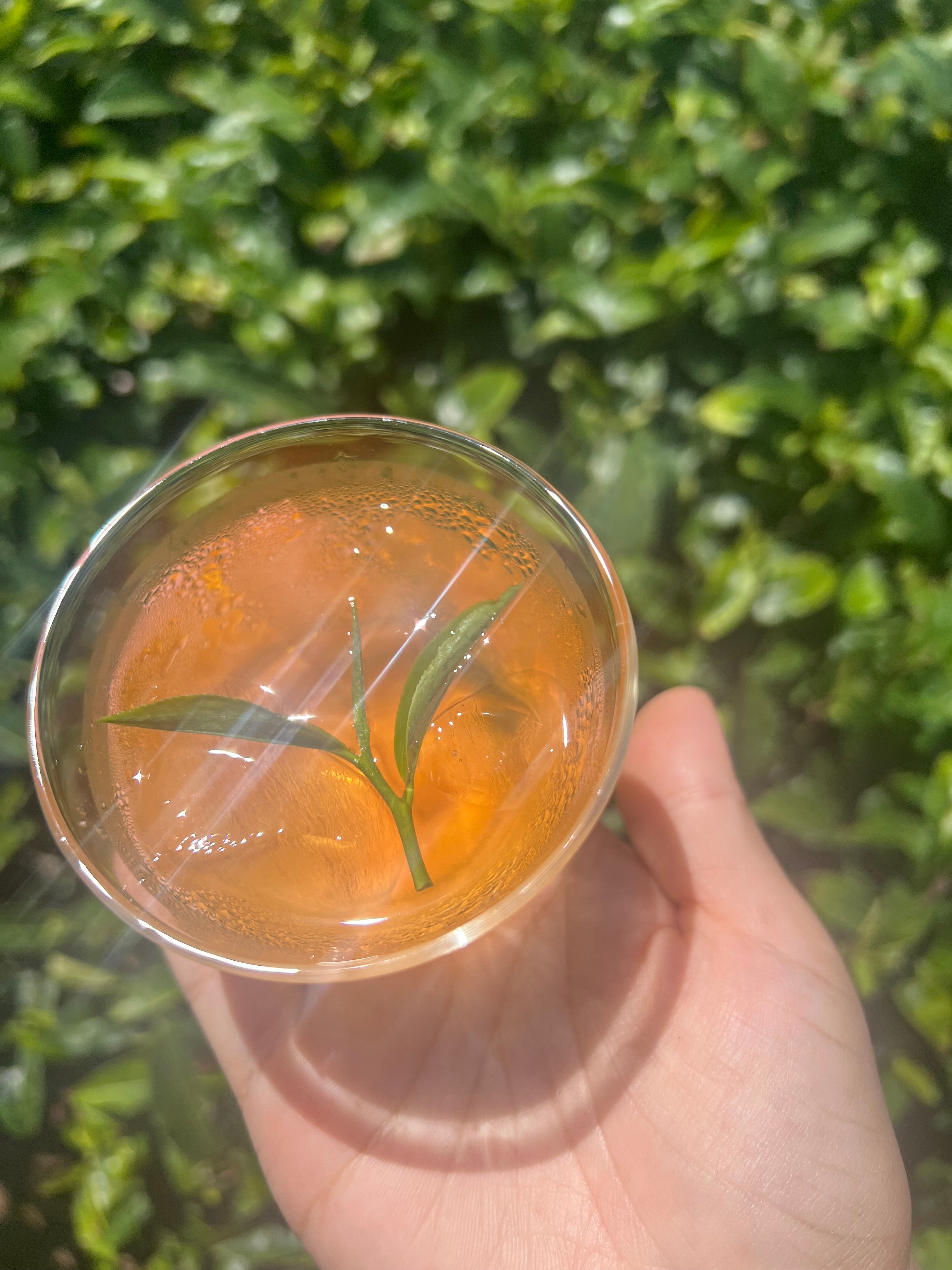 碾茶ルイボスティー