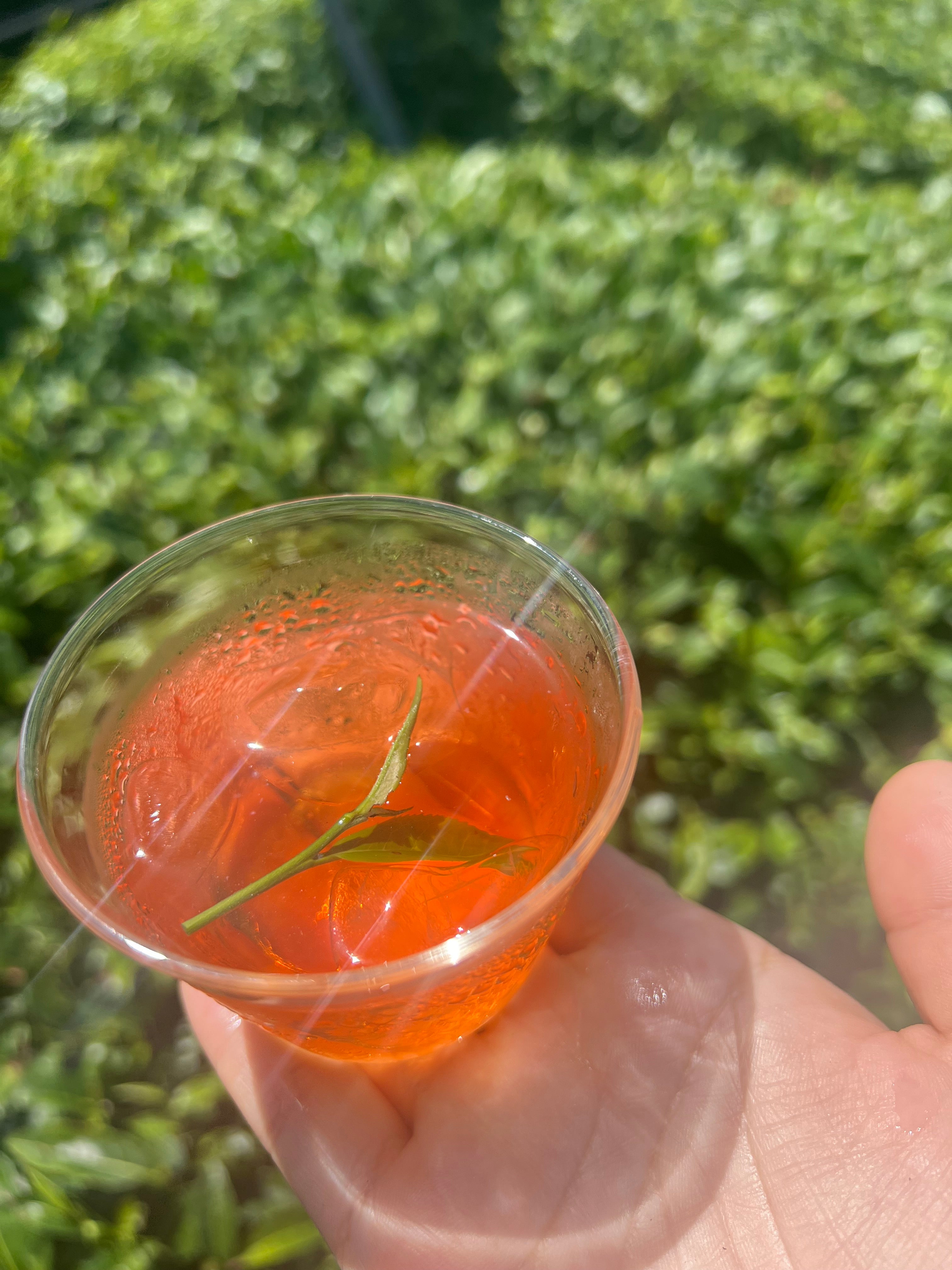 ほうじ茶カモミール