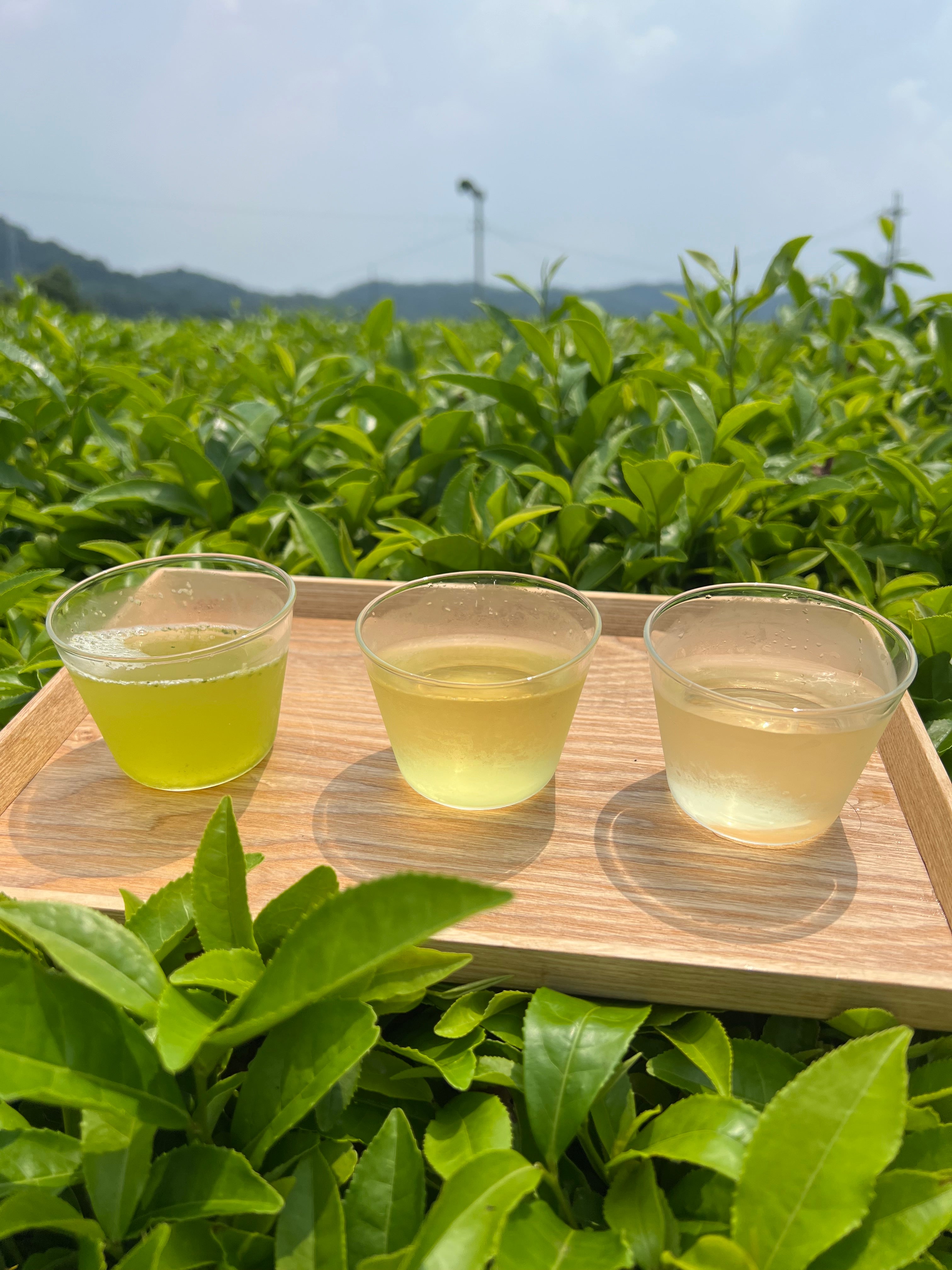 【新茶飲み比べ】深蒸しかぶせ茶80g・特上煎茶100g・特上玄米茶150g