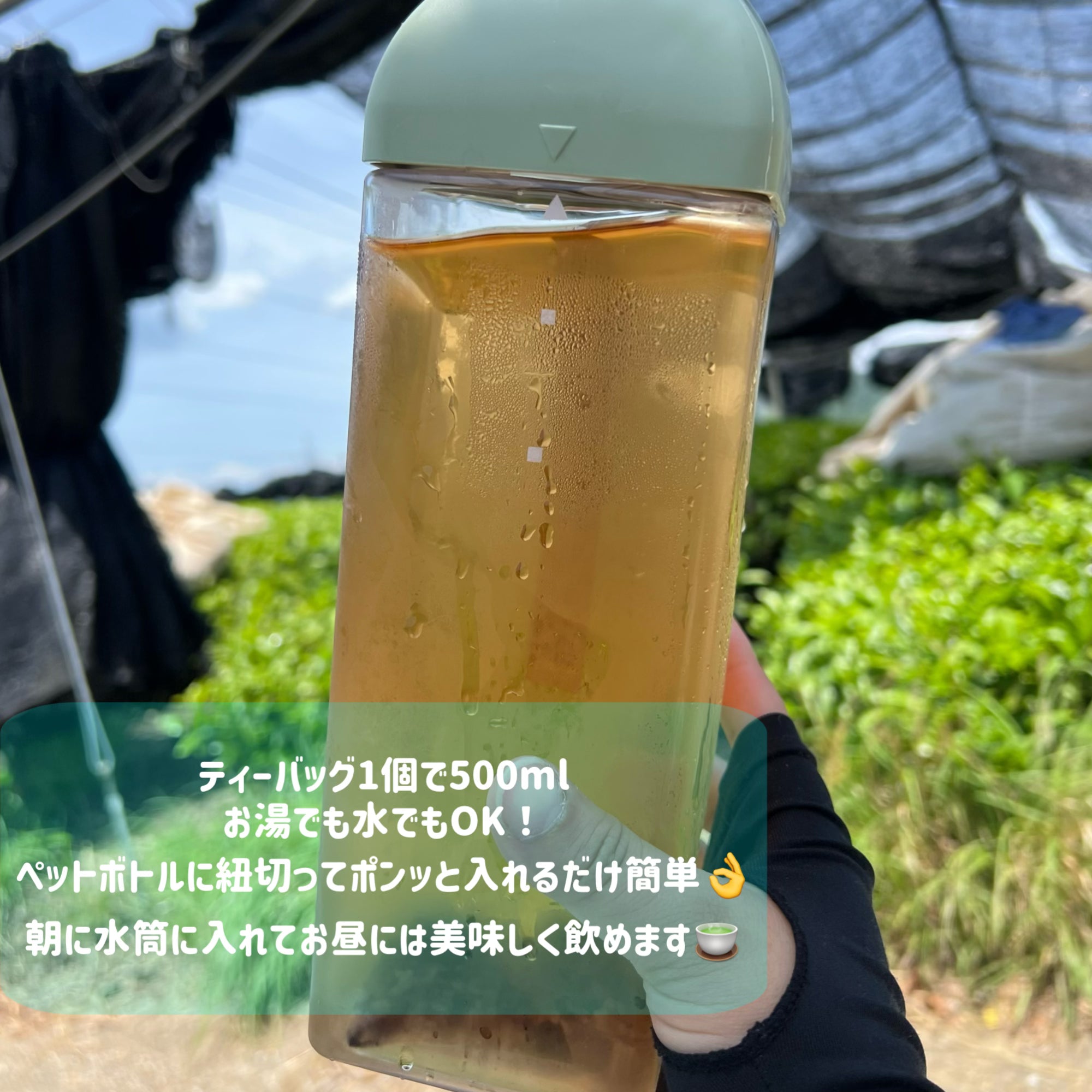 ＊7月のお茶＊5種類飲み比べセット(計45個入り)