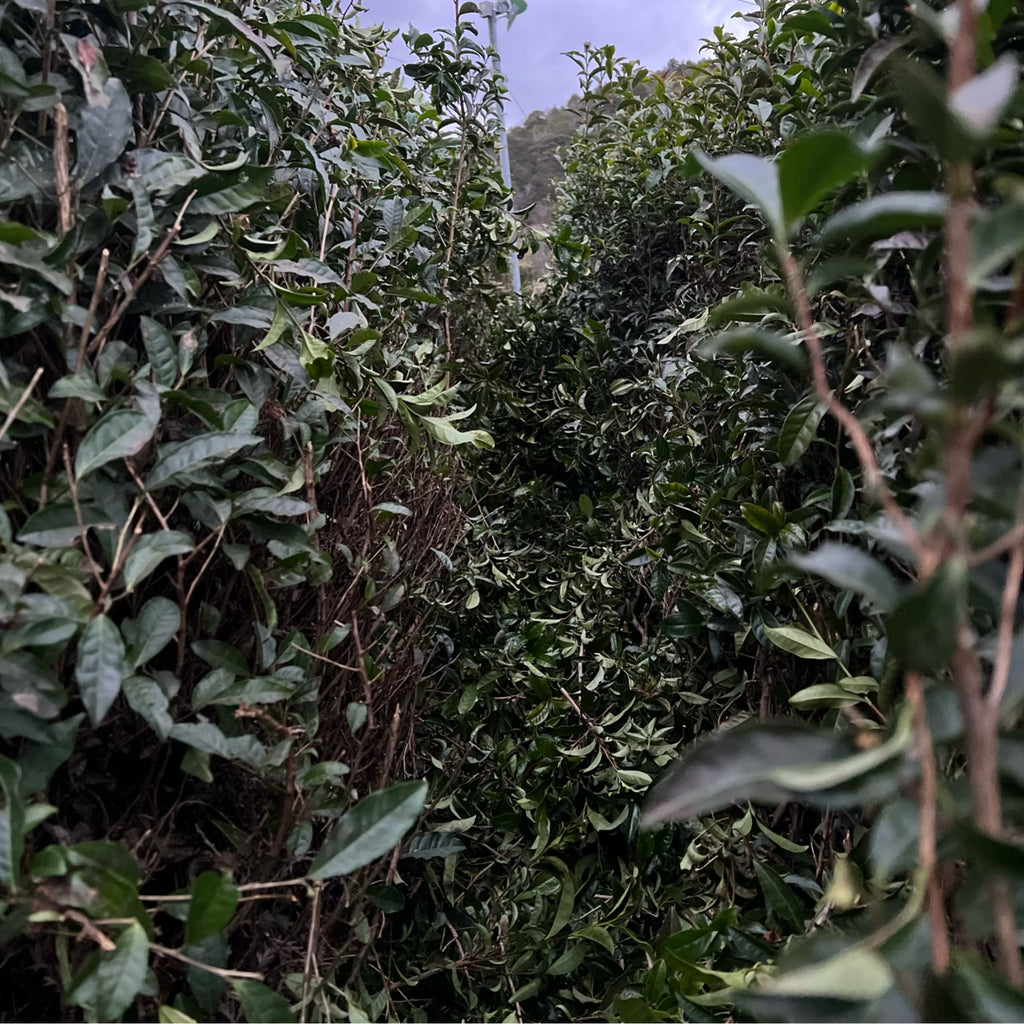 【新茶】3年煎茶リーフ80g