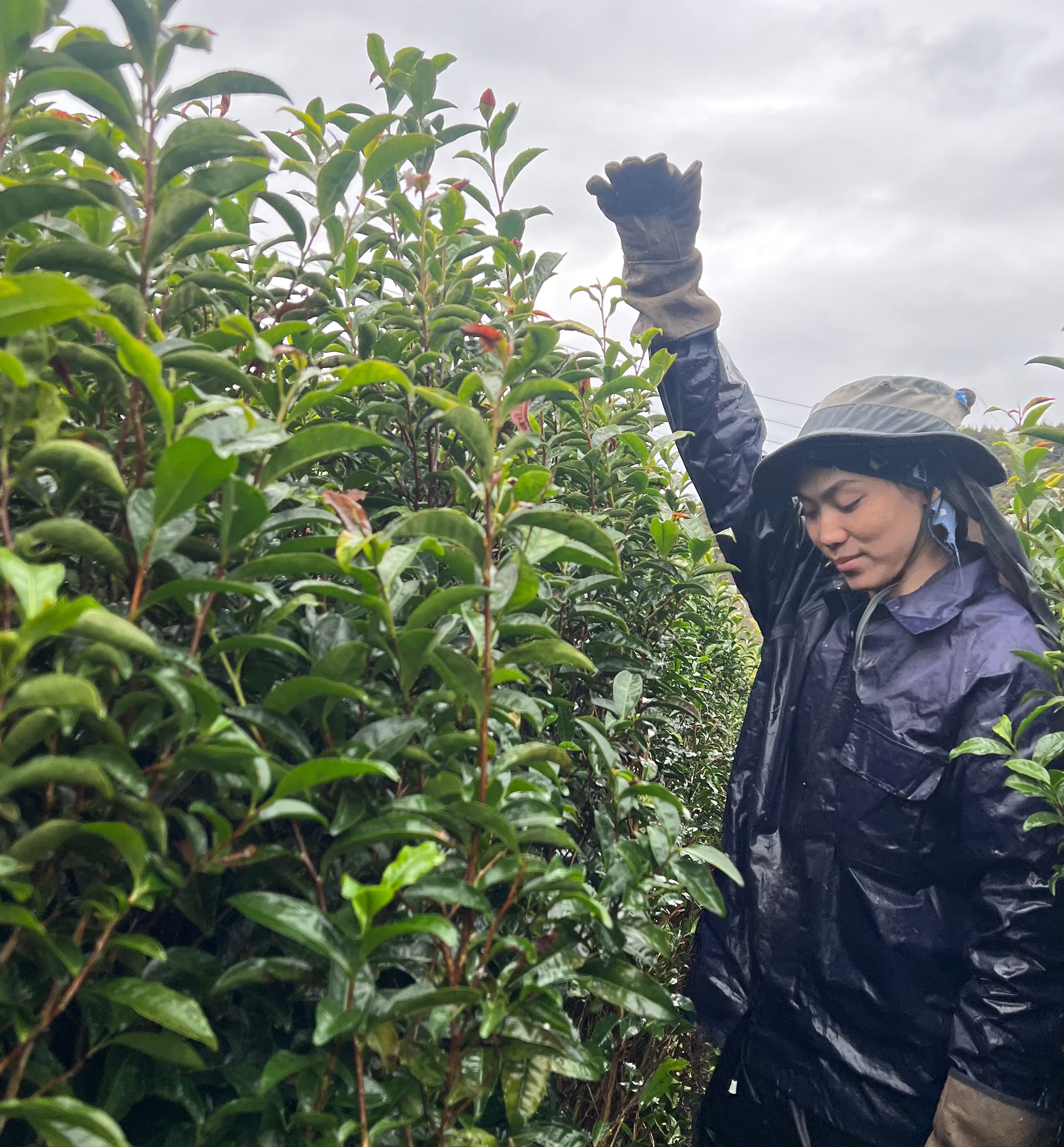 【新茶】3年煎茶リーフ80g