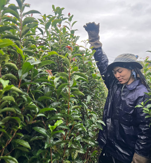 【2026年新茶】3年煎茶リーフ80g(約40杯分)