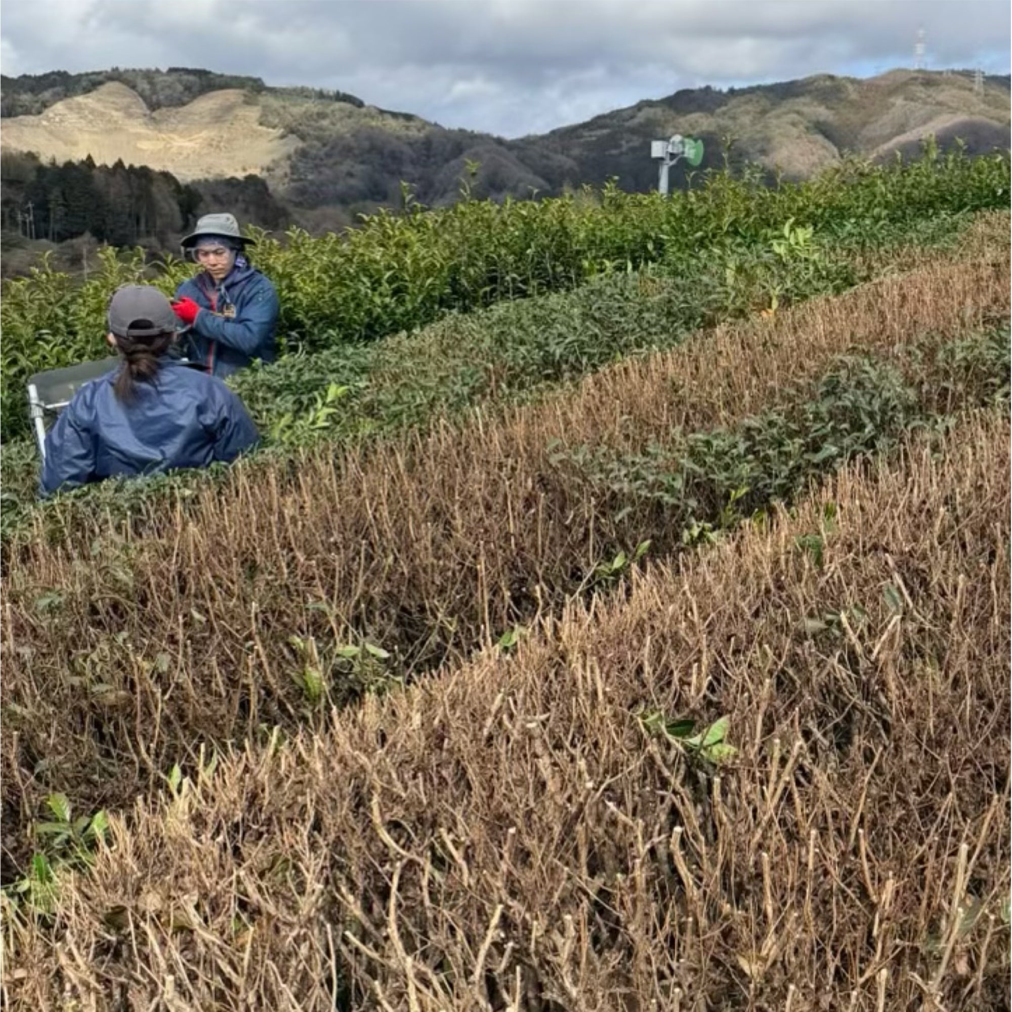 【新茶】3年煎茶リーフ80g