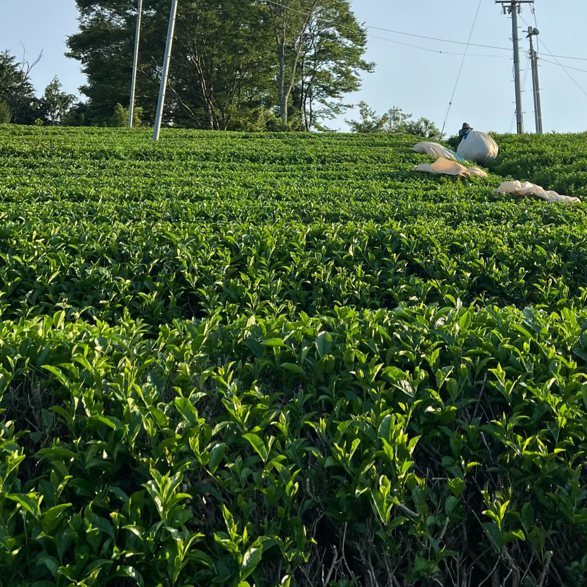 【新茶】3年煎茶リーフ80g