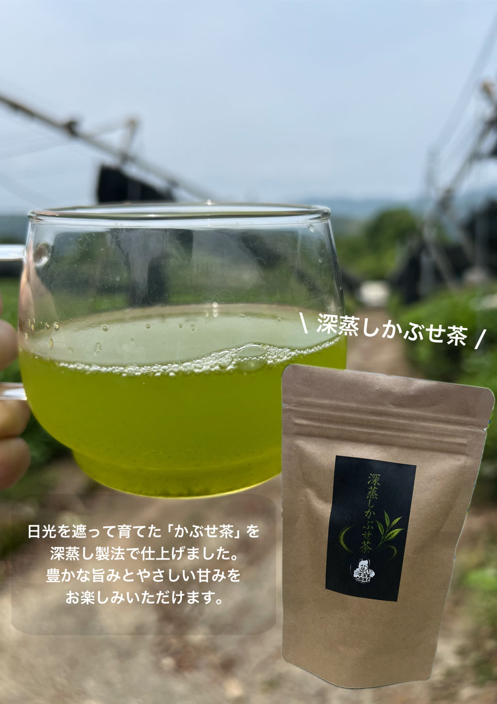 ＊8月のお茶＊5種類飲み比べセット(計40個入り)