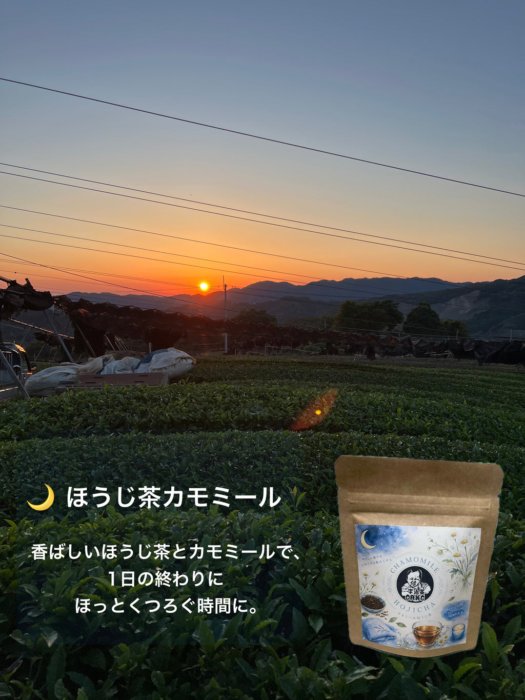 ＊8月のお茶＊5種類飲み比べセット(計40個入り)