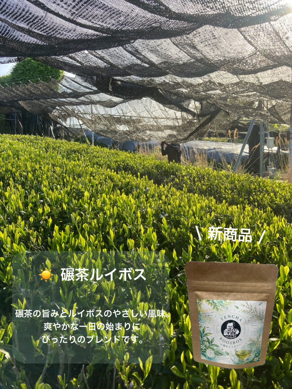 ＊8月のお茶＊5種類飲み比べセット(計40個入り)