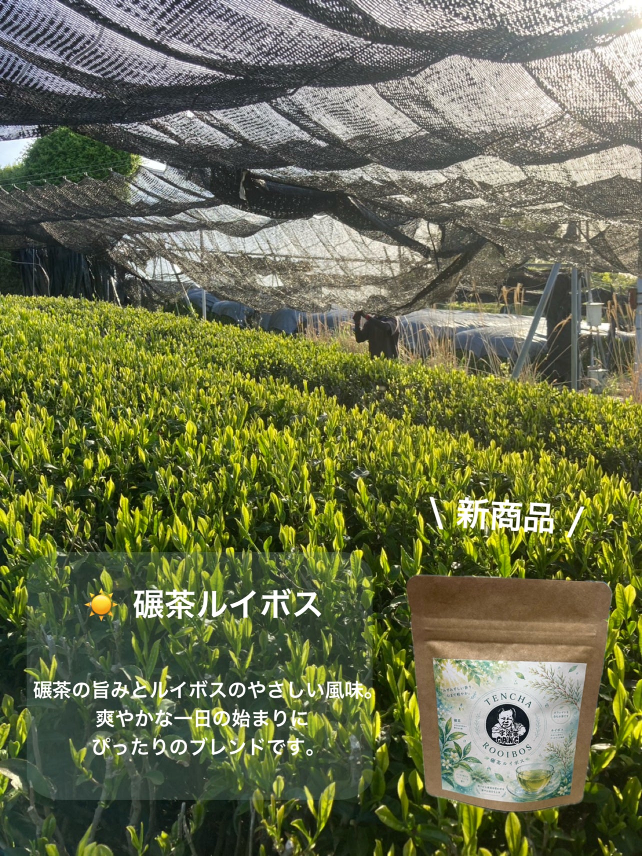 ＊8月のお茶＊5種類飲み比べセット(計40個入り)