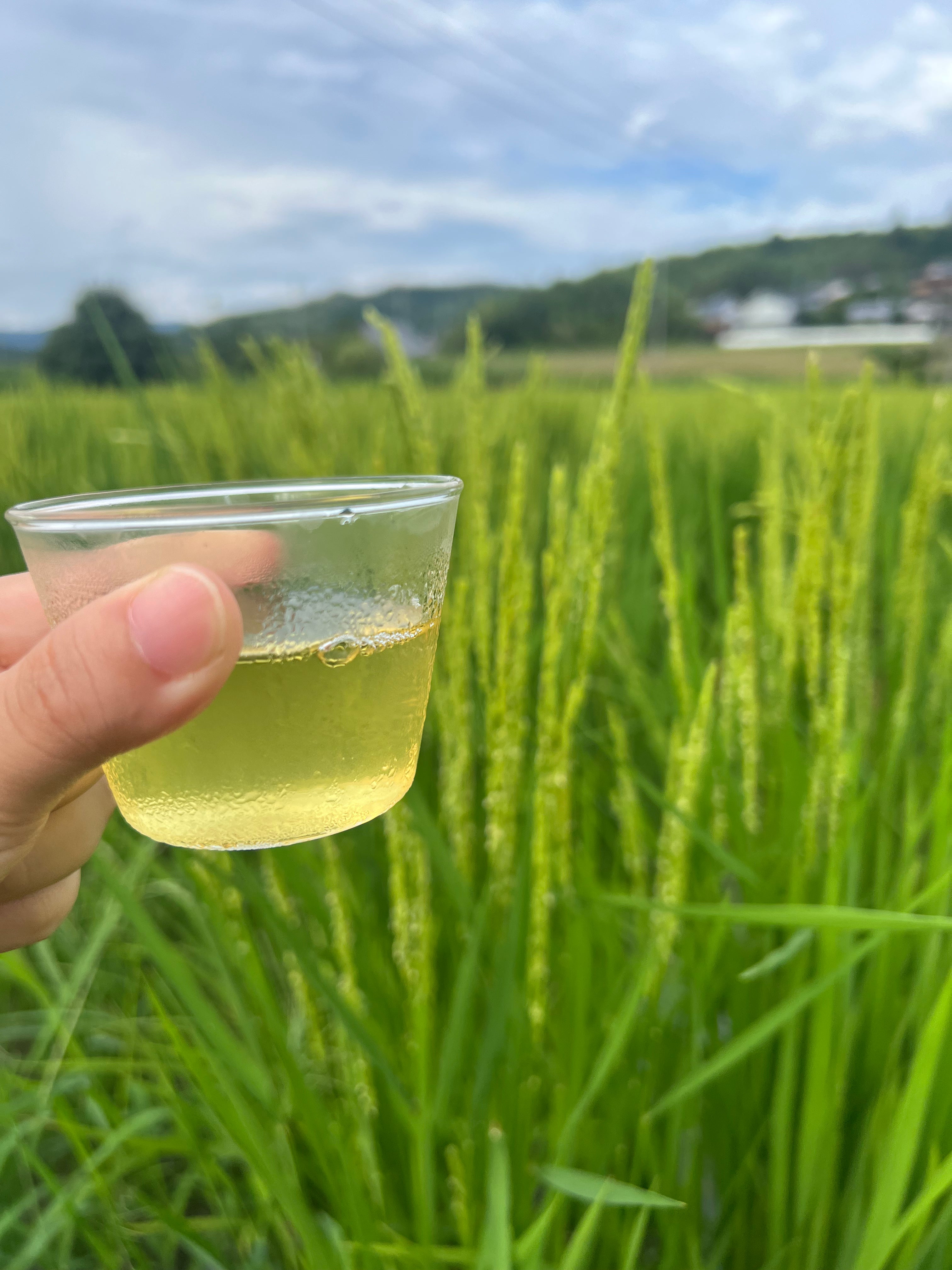 ＊9月のお茶＊5種類飲み比べセット(計35個入り)