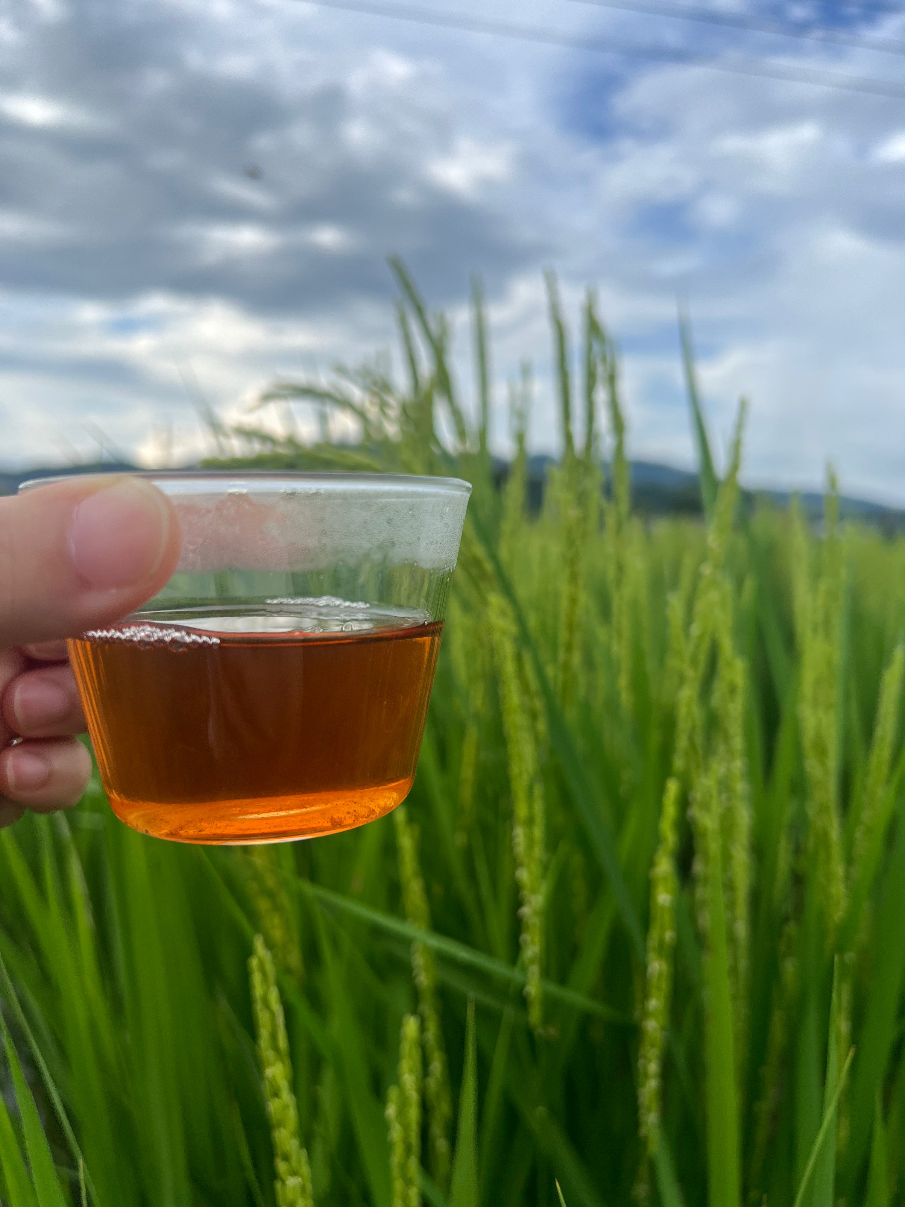＊9月のお茶＊5種類飲み比べセット(計35個入り)