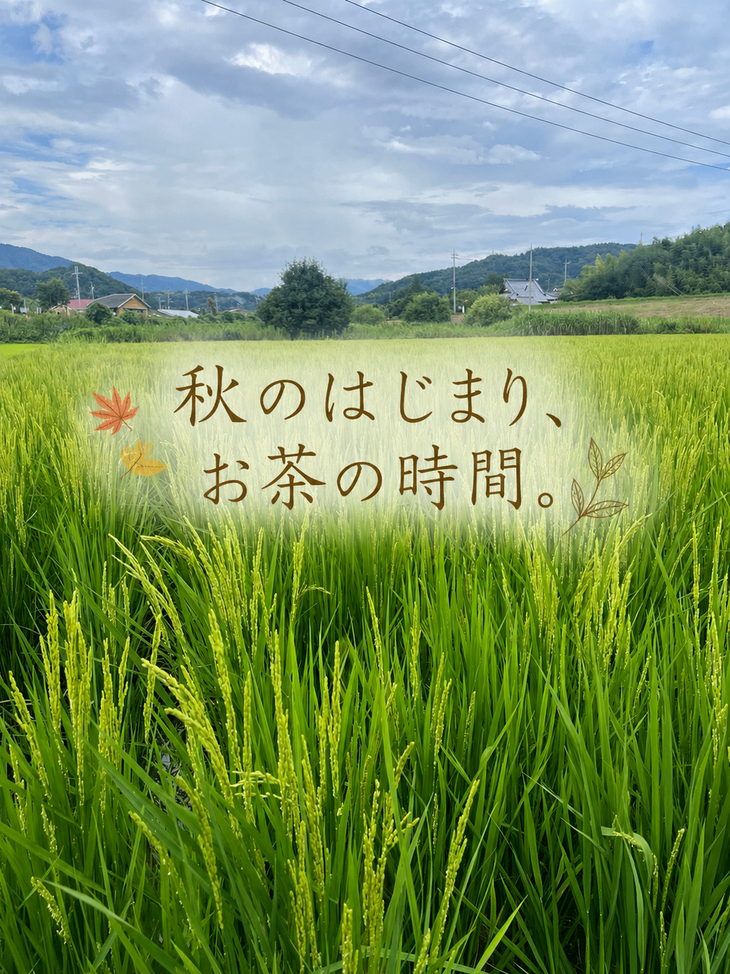 ＊9月のお茶＊5種類飲み比べセット(計35個入り)
