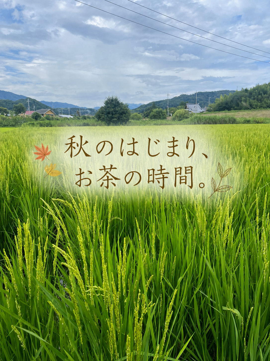 ＊9月のお茶＊5種類飲み比べセット(計35個入り)