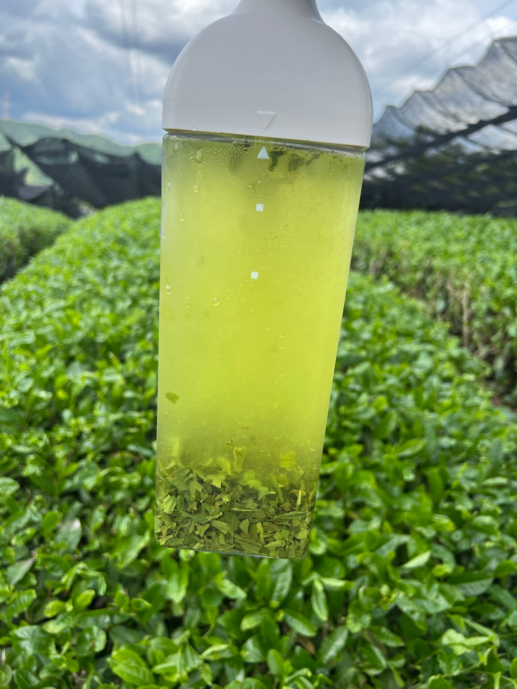 【2026年新茶】特上煎茶 100g