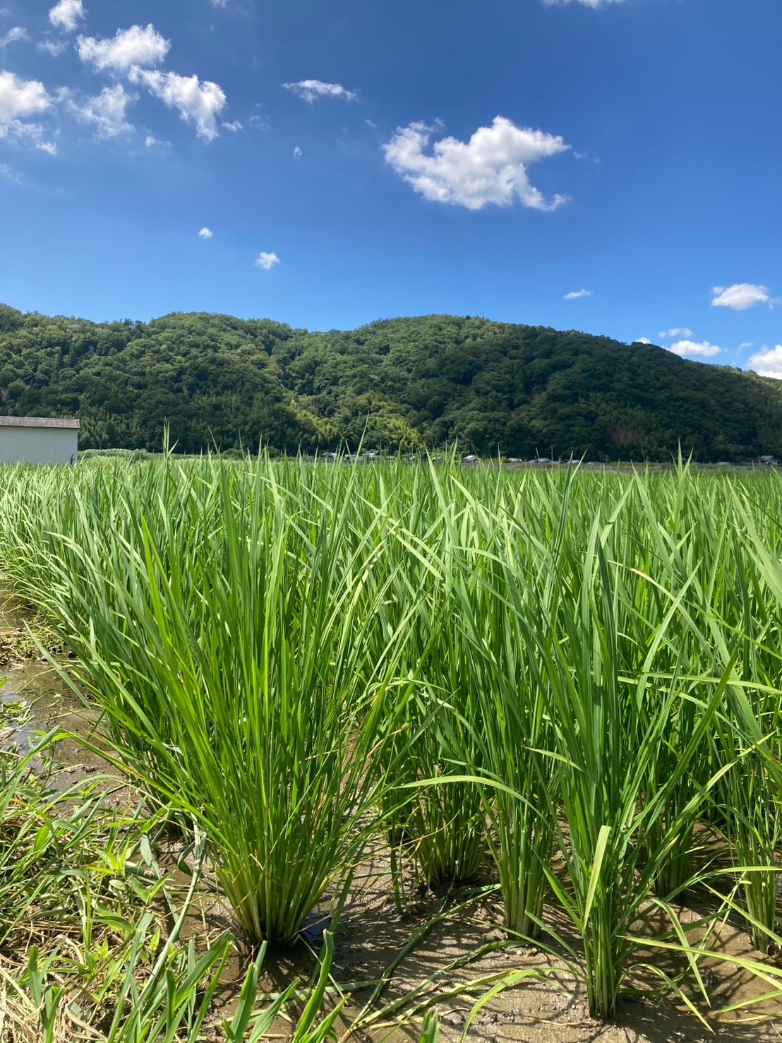 【予約販売】笑顔満天｜白米4.5kg・玄米5kg【送料無料】