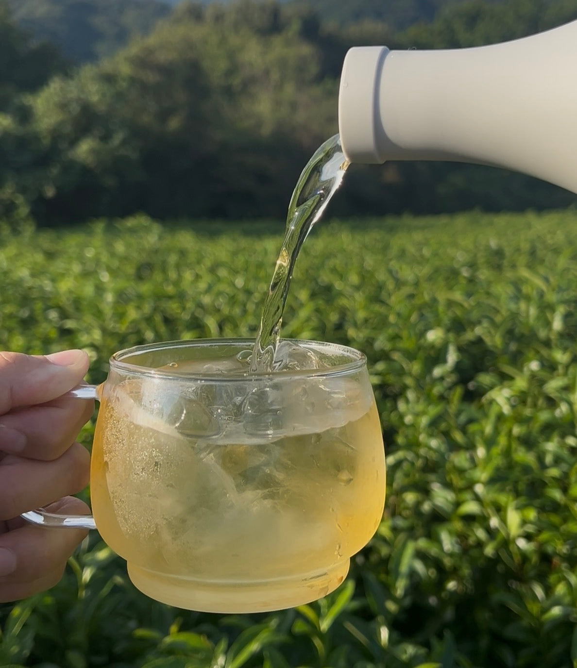 オリーブ玄米茶