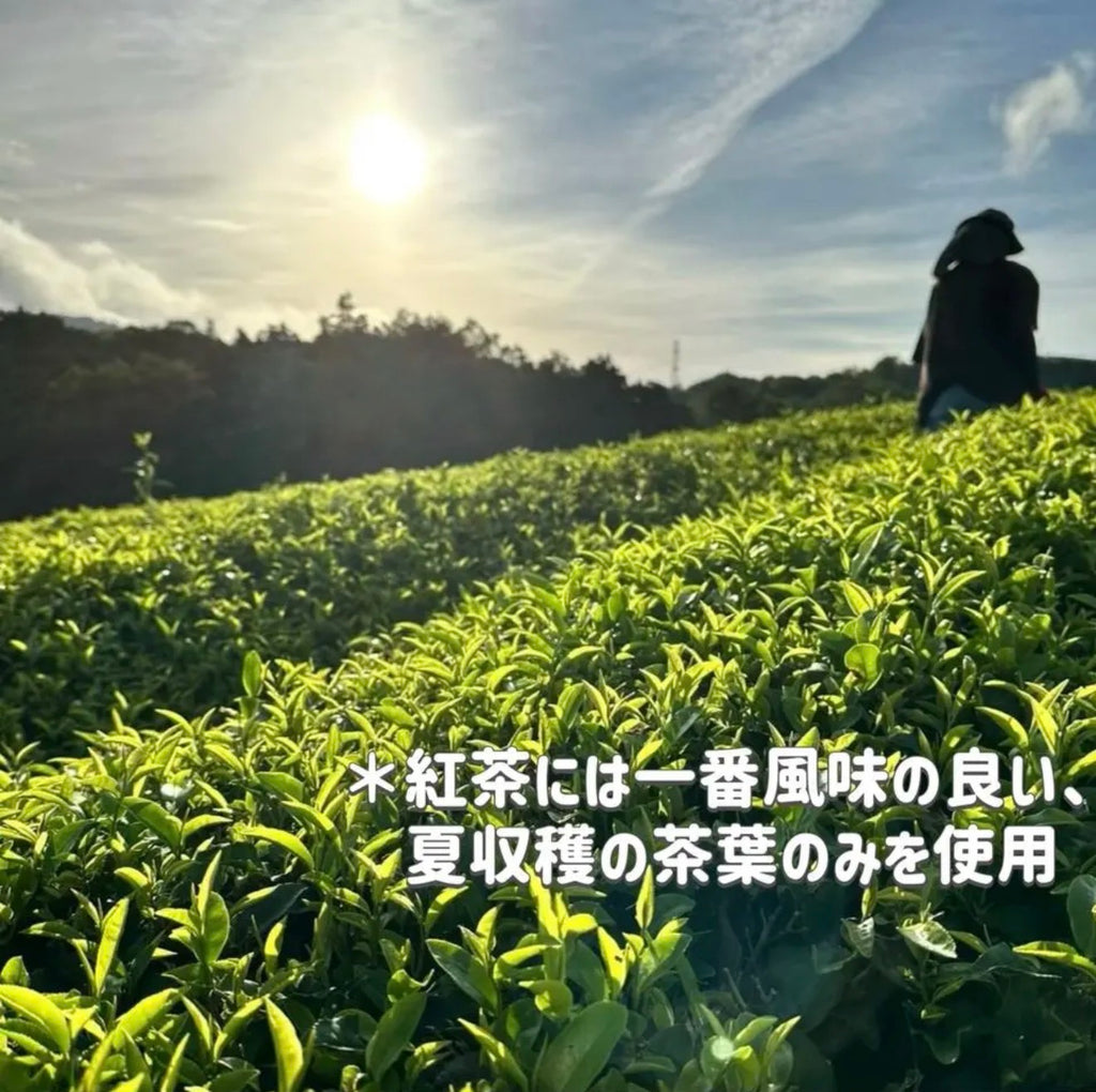 【2025年収穫】和紅茶リーフ100g
