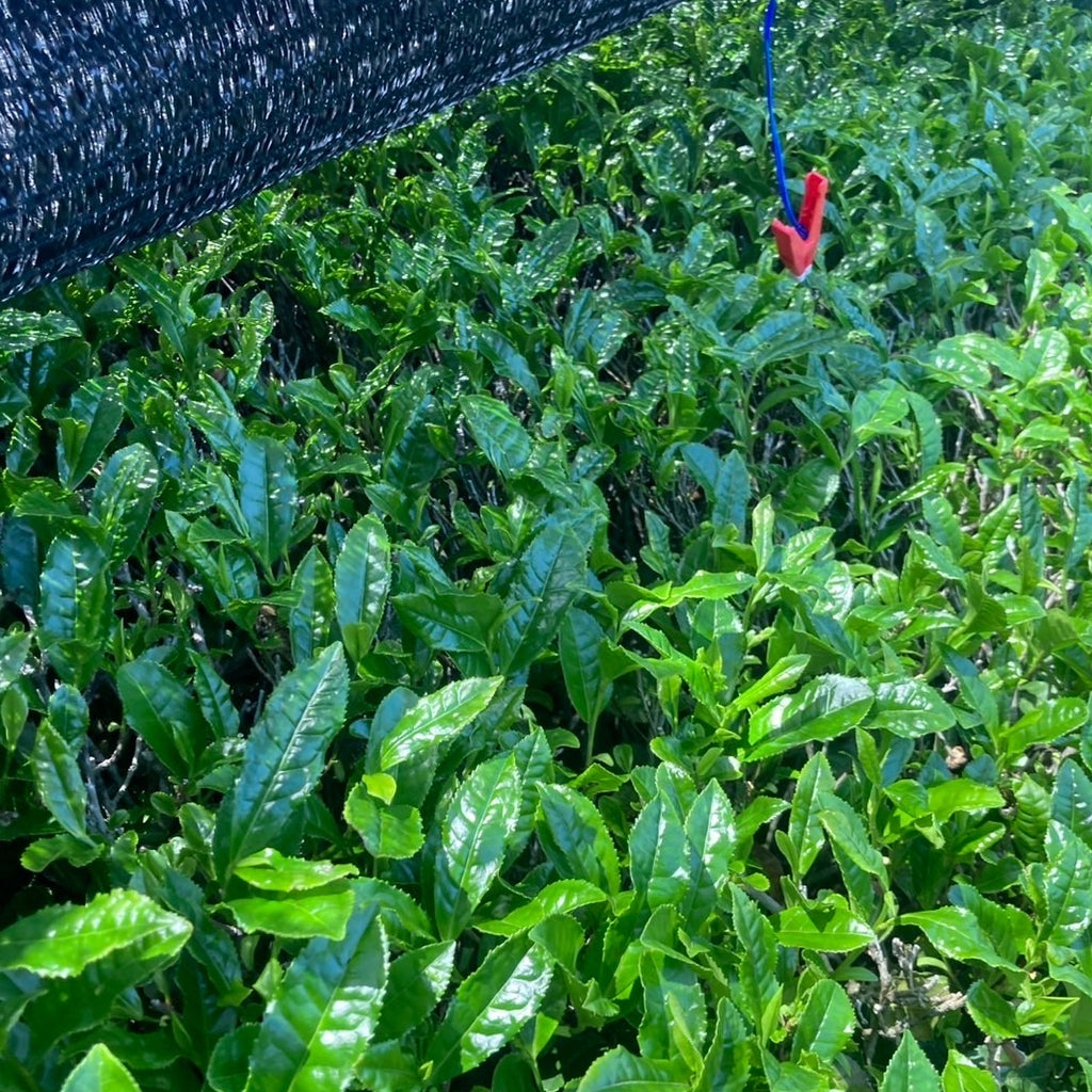 【2025年収穫】宇治抹茶