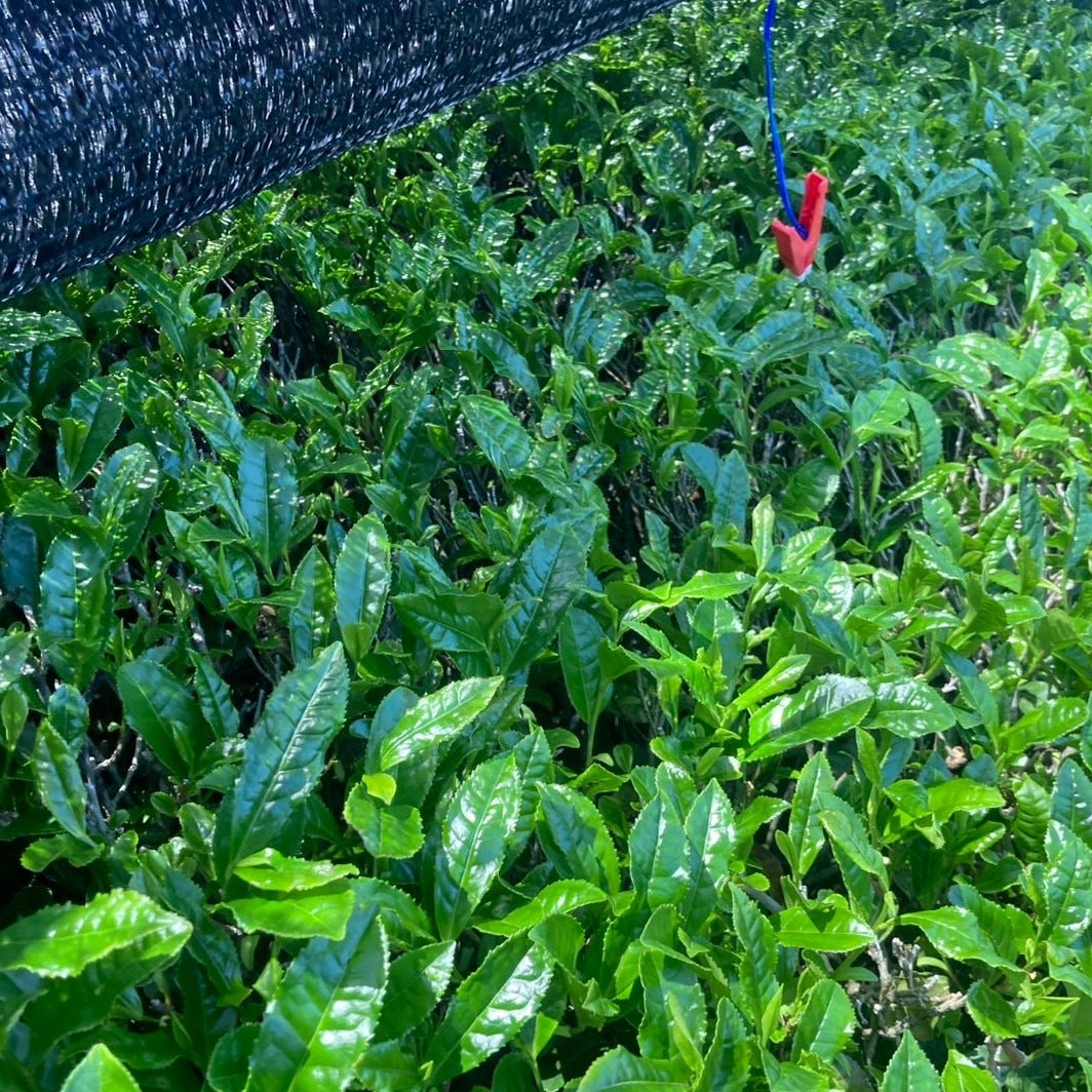 【新茶】深蒸しかぶせ茶リーフ80g