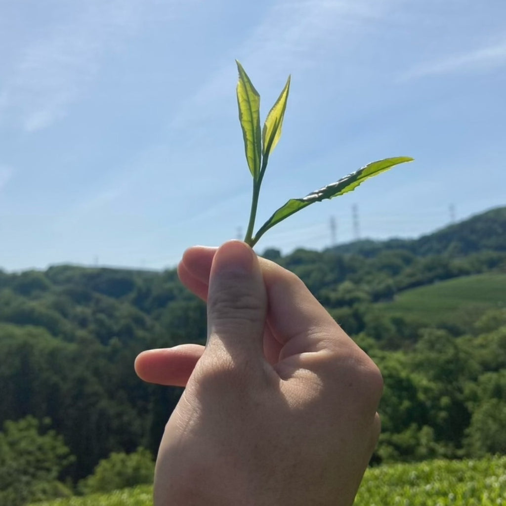 【新茶】特上玄米茶リーフ150g