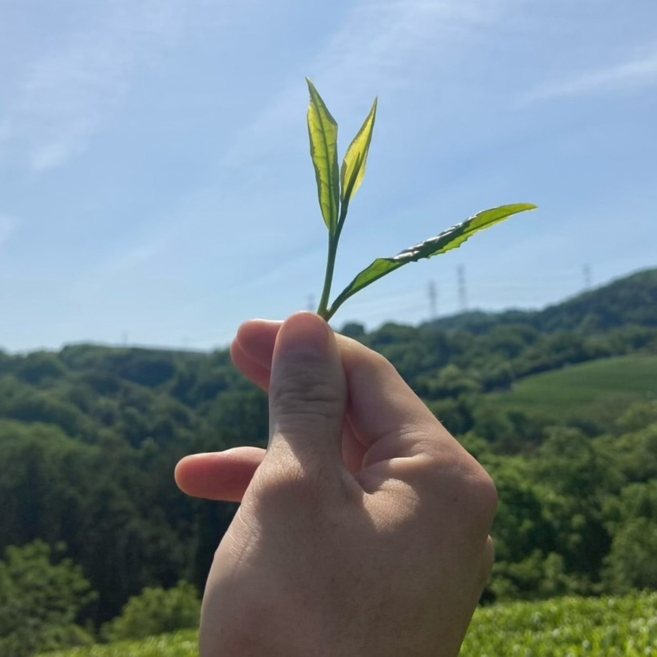 ＊6月のお茶＊5種類飲み比べセット(計45個入り)