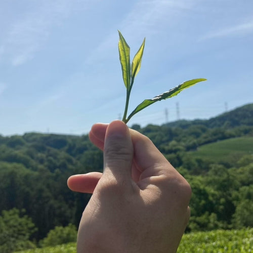 【2026年新茶】特上煎茶 100g