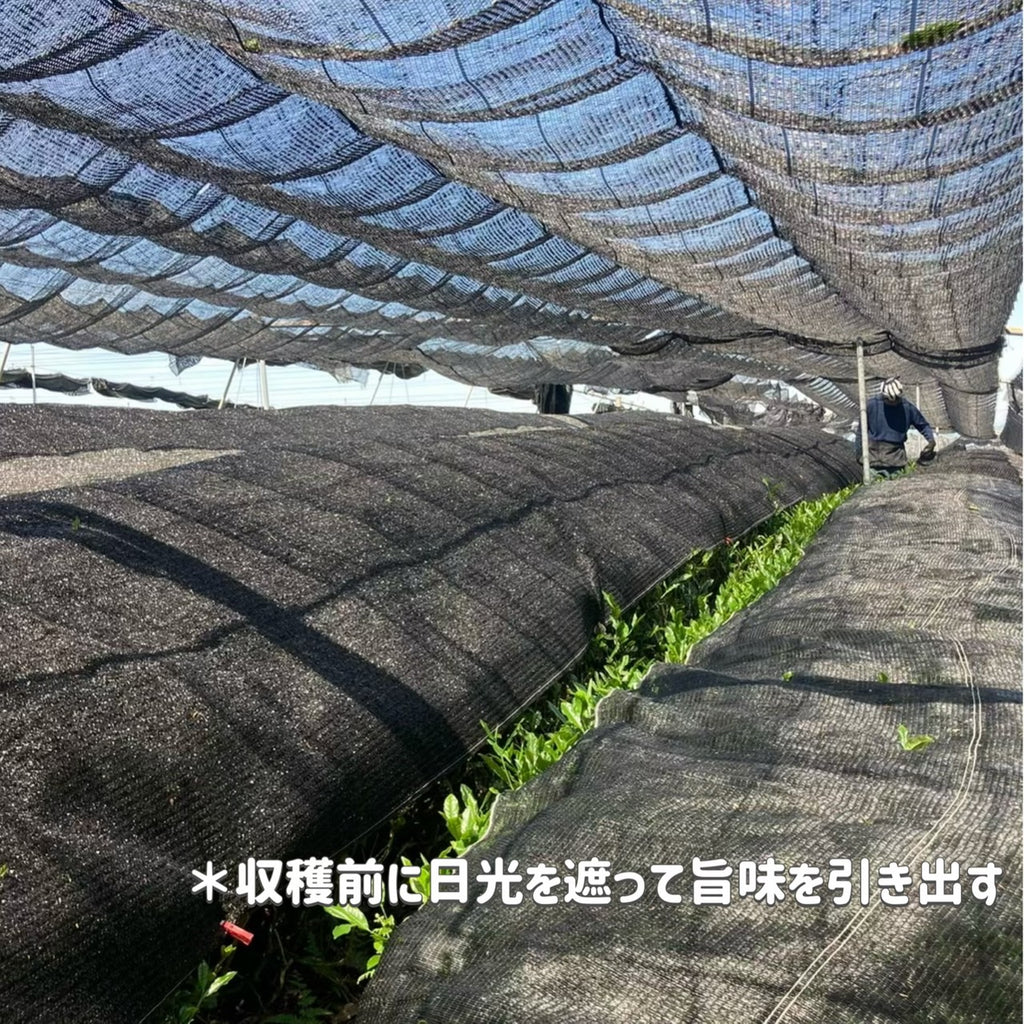 【2025年収穫】宇治抹茶